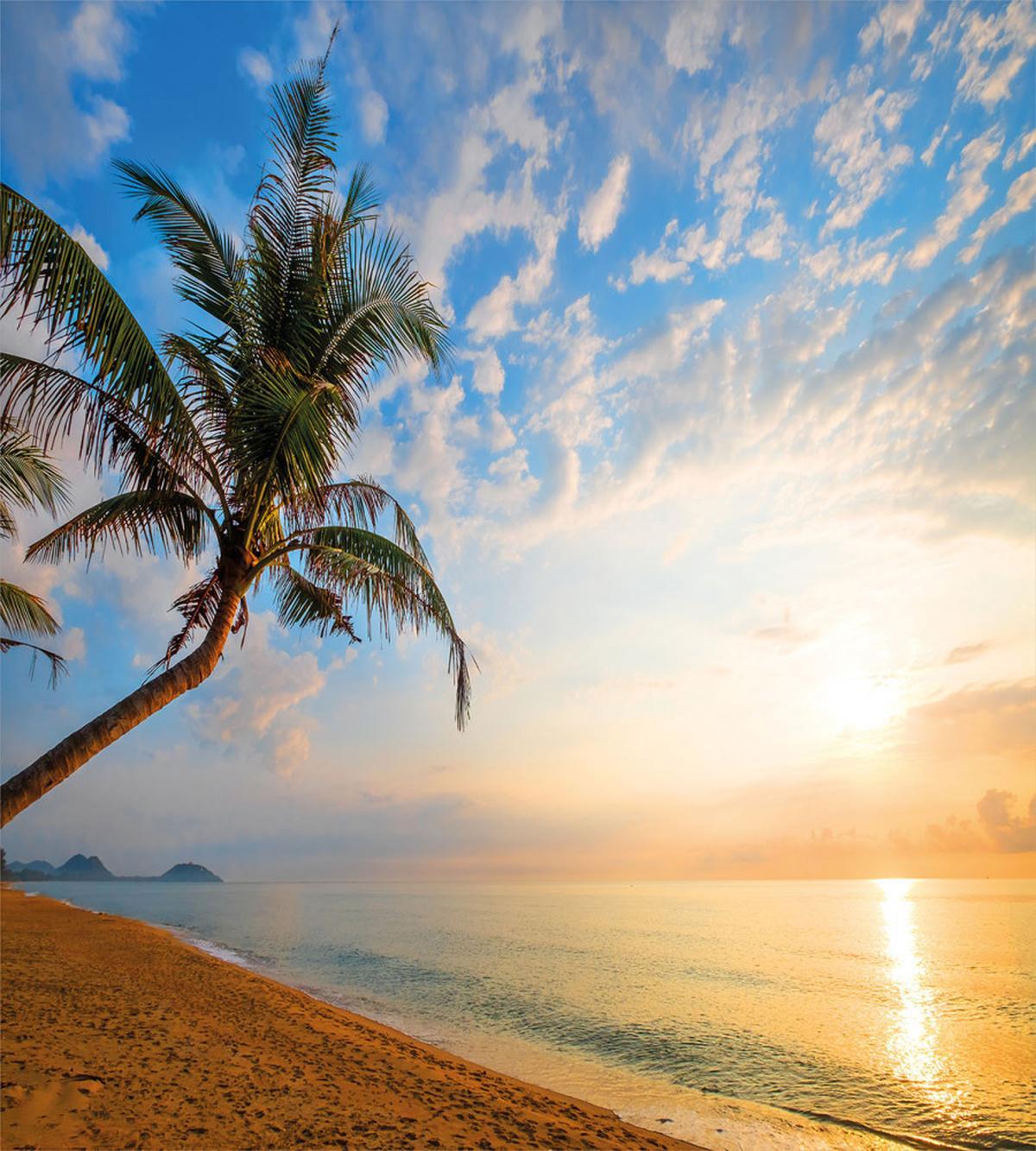 Exotic Sandy Beach Palm Tree — Pattern