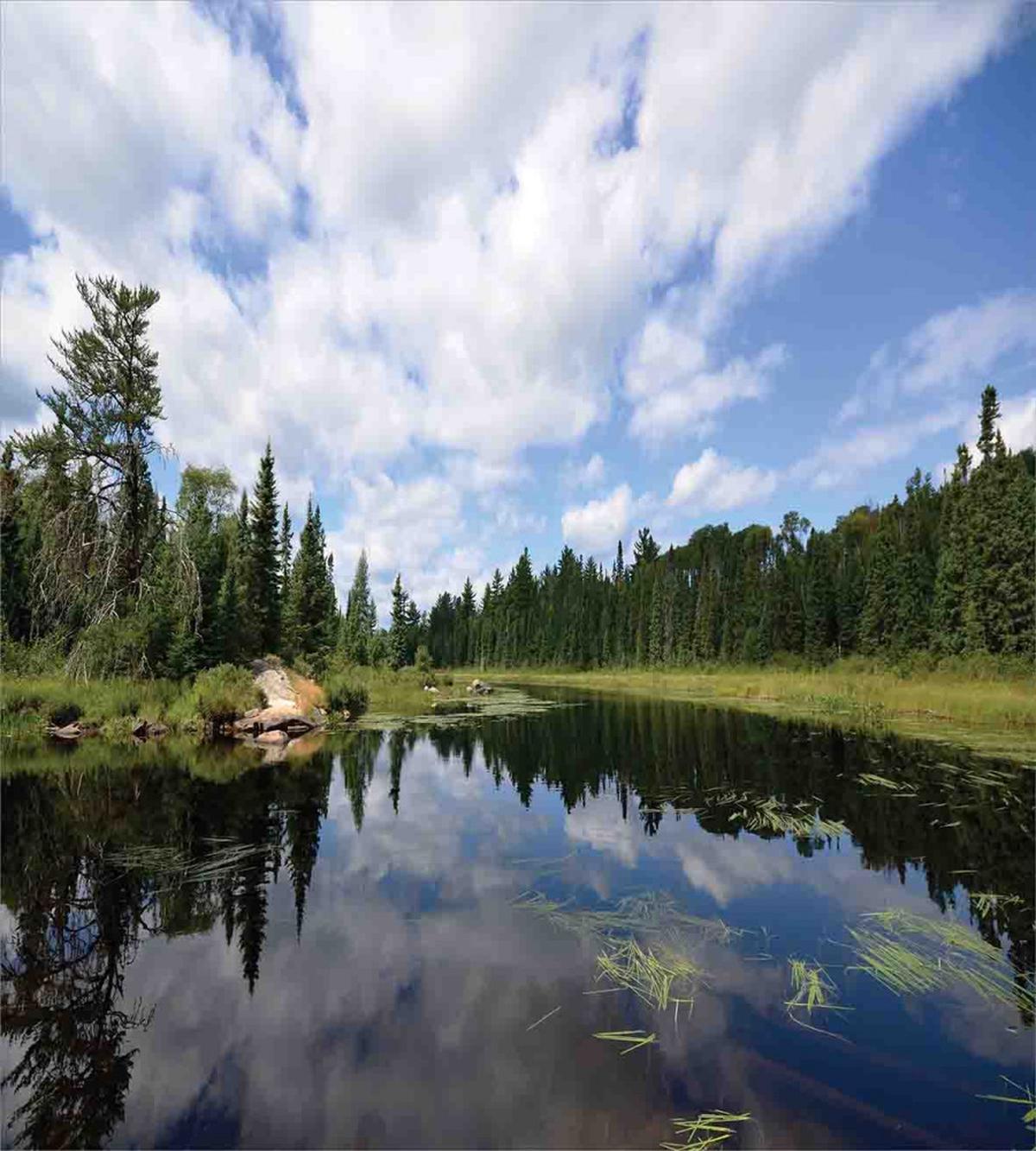 Forest River Scenery — Pattern