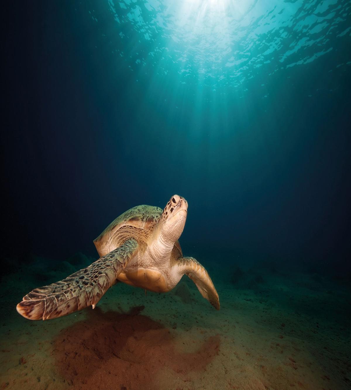 Green Turtle Sunbeam — Pattern