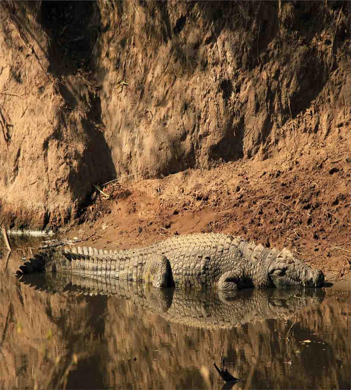 Crocodile Hunt in Wild — Pattern