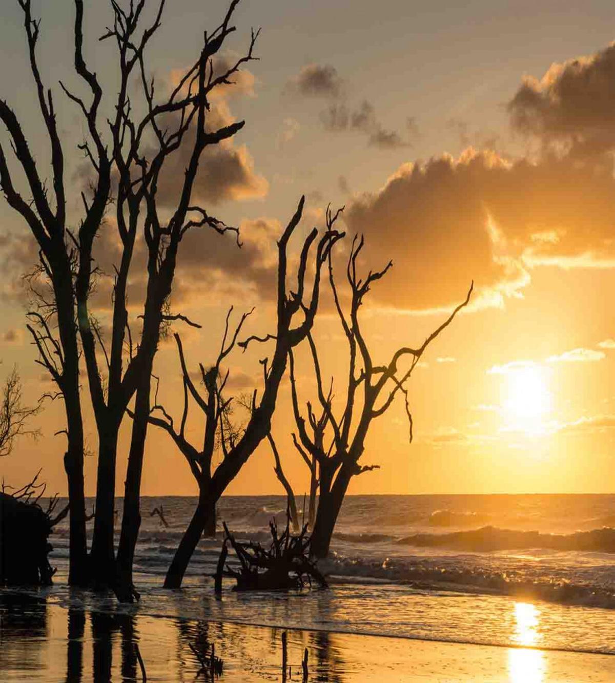 Sunrise at Beach Trees — Pattern