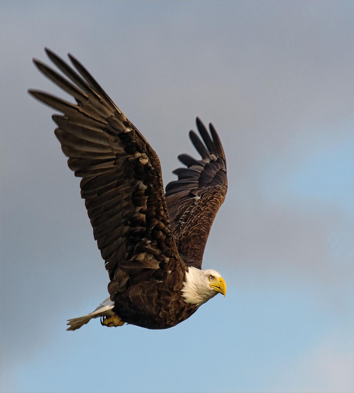 Hunter Bird in Open Sky — Pattern