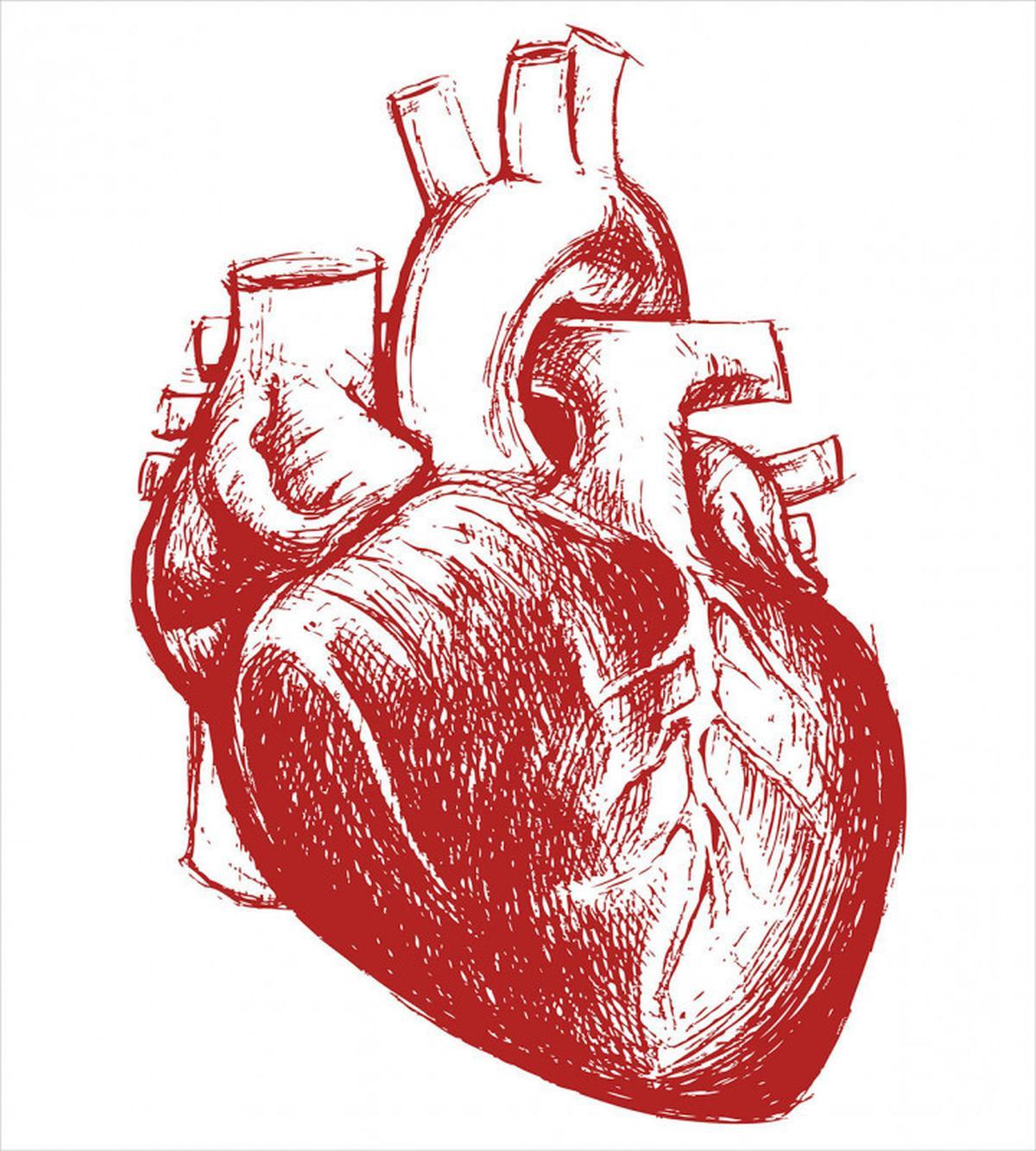 Sketch of Cardio Organ — Pattern