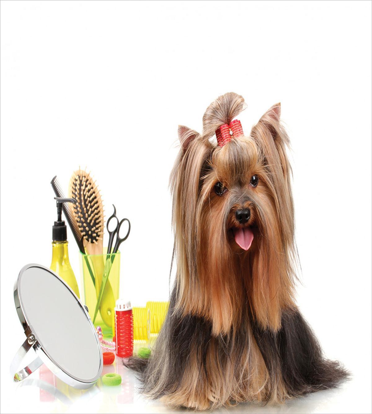 Hairstyle Puppy — Pattern