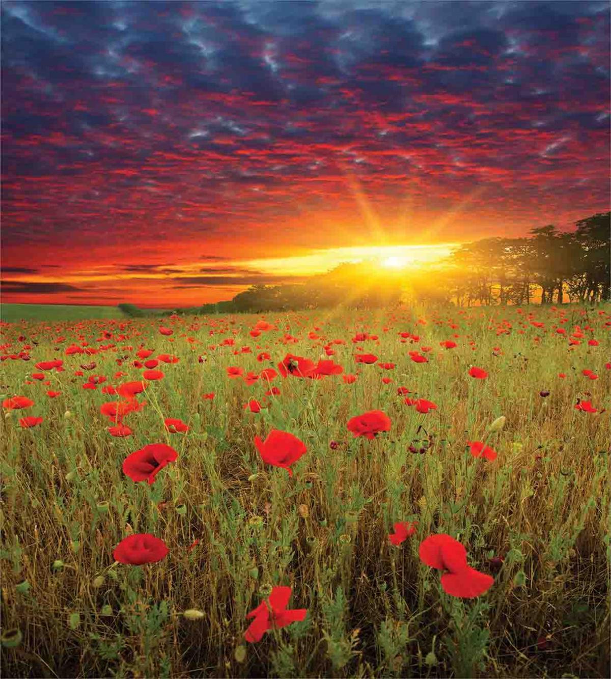 Meadow Poppies Sky — Pattern