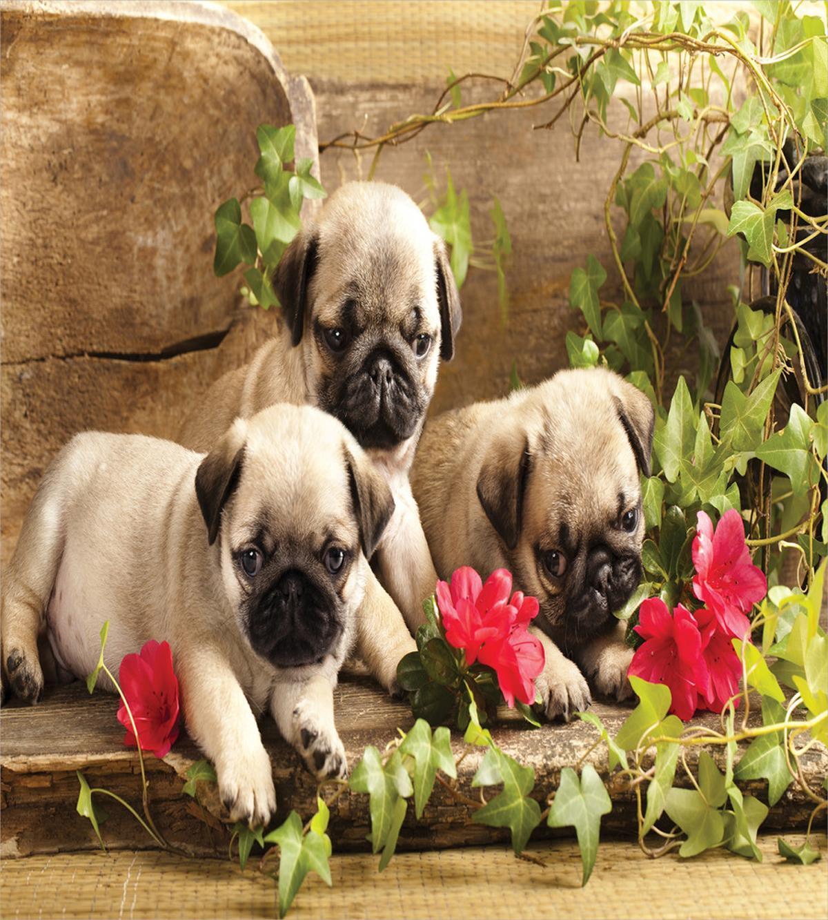 Sibling Puppies Flowers — Pattern
