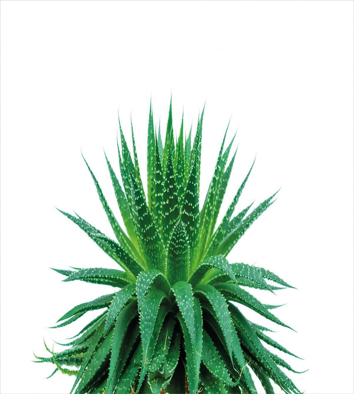 Vibrant Aloe Vera — Pattern