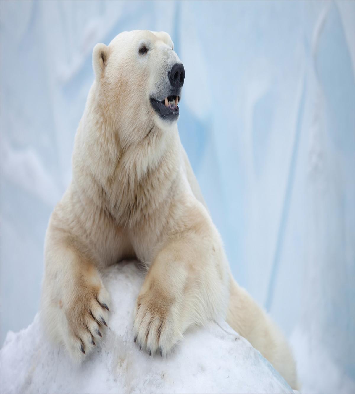 White Polar Bear on Ice — Pattern