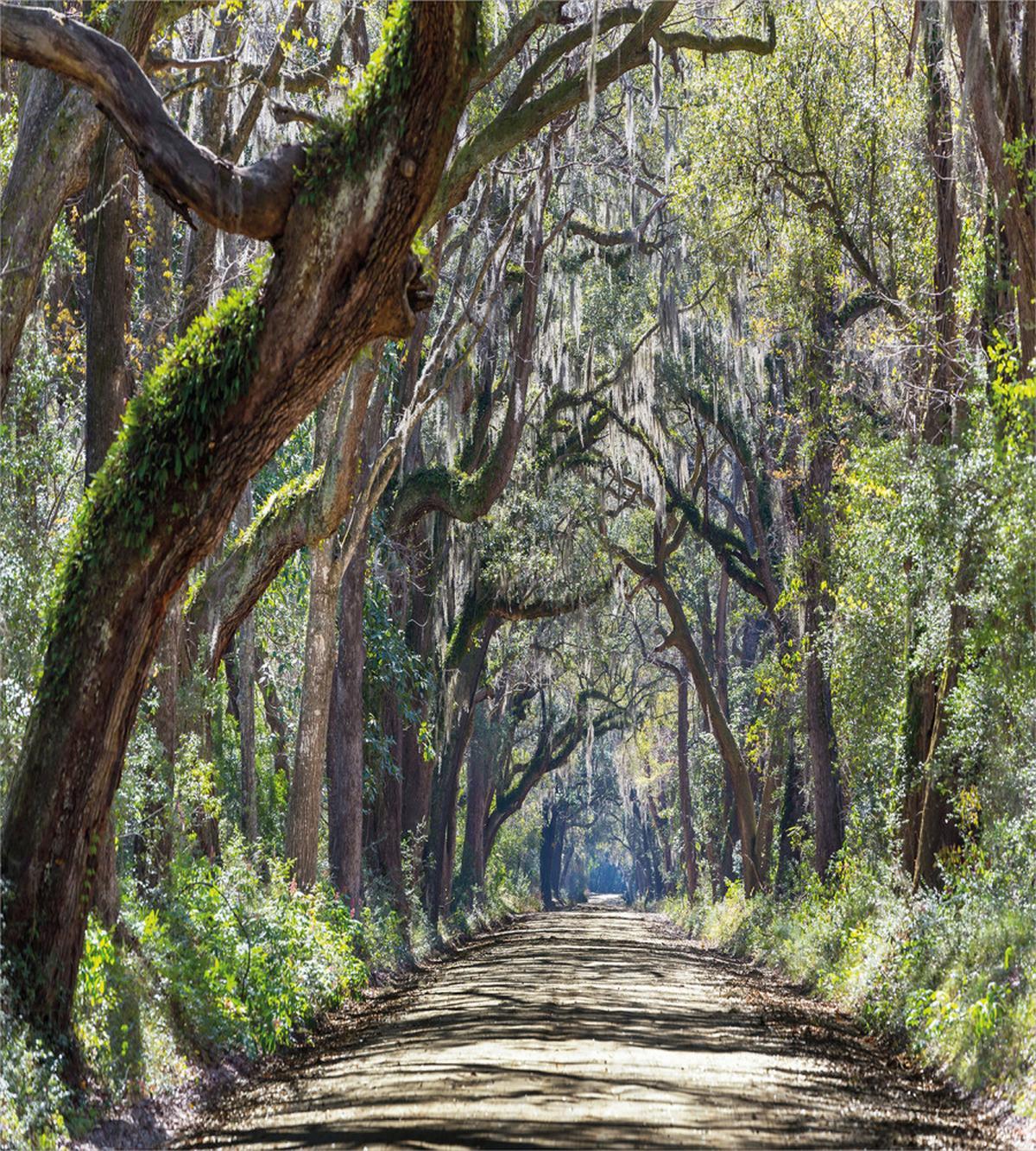 Road in Forest Carolina — Pattern