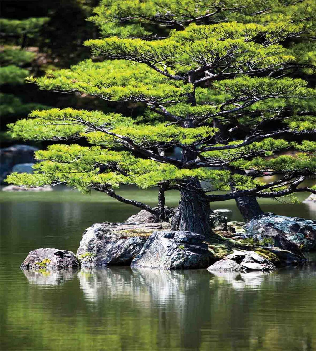 Pine Tree in Lake — Pattern