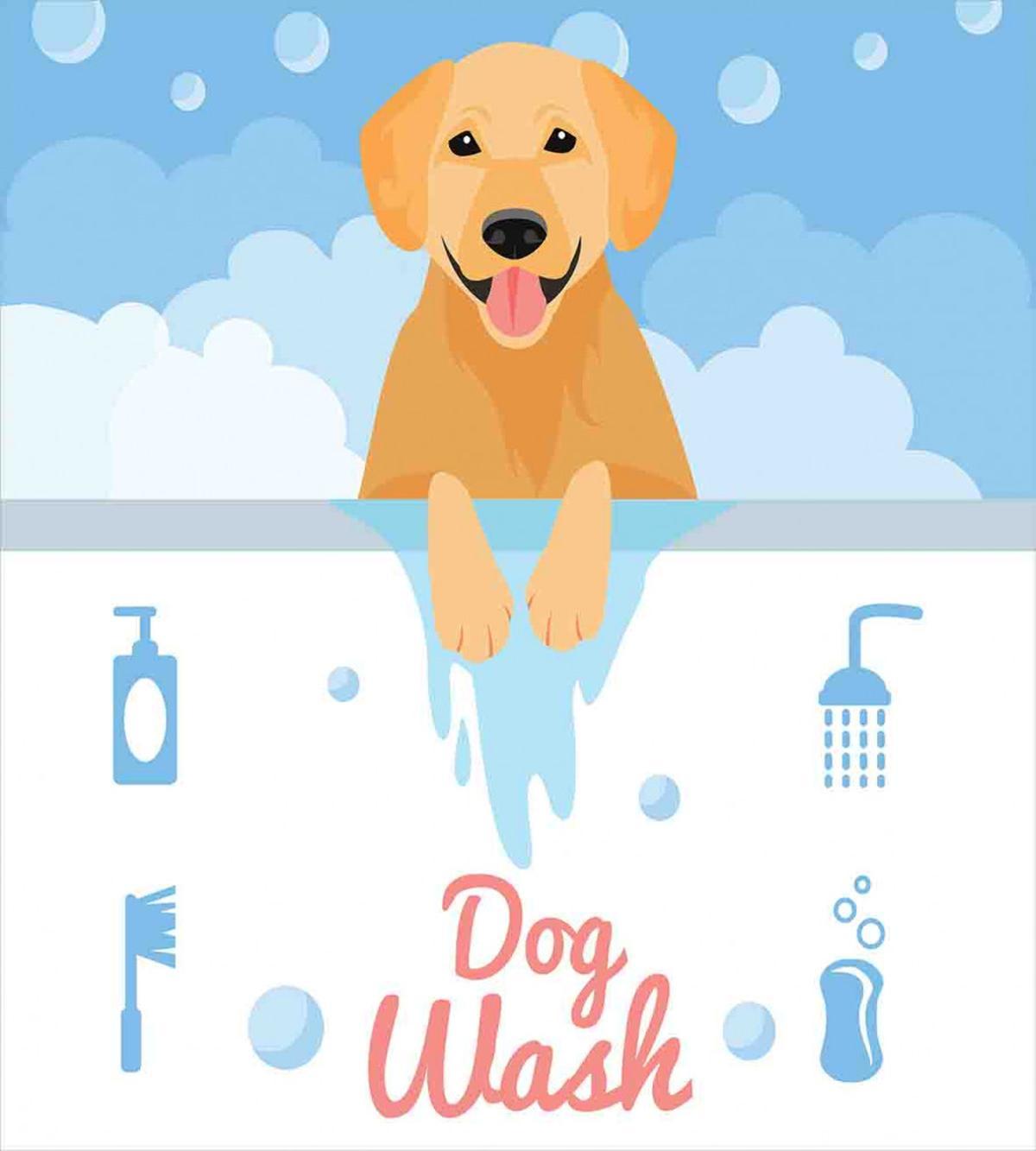 Dog Wash Bath — Pattern