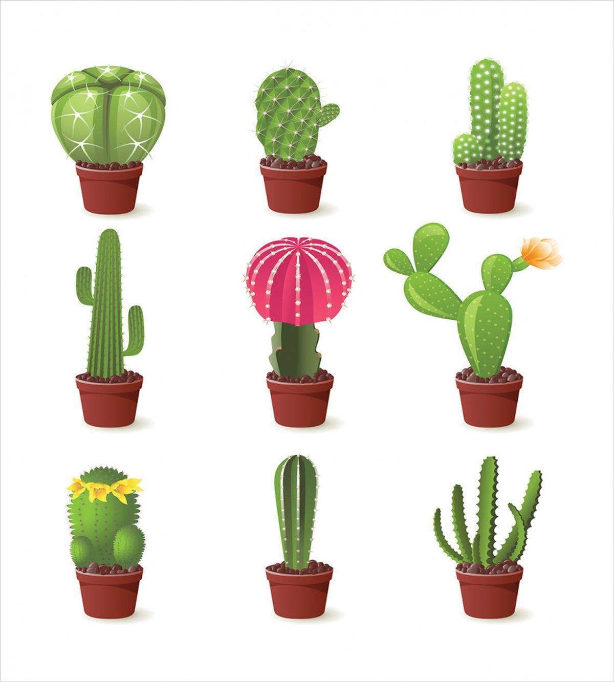 Plant Variety Cartoon — Pattern