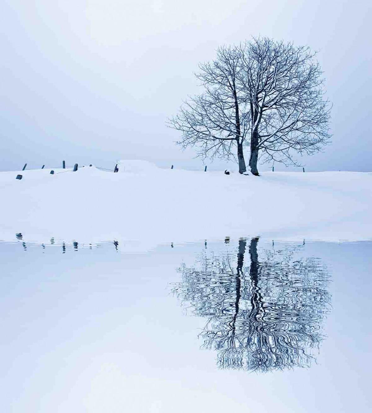 Lonely Tree in Winter — Pattern