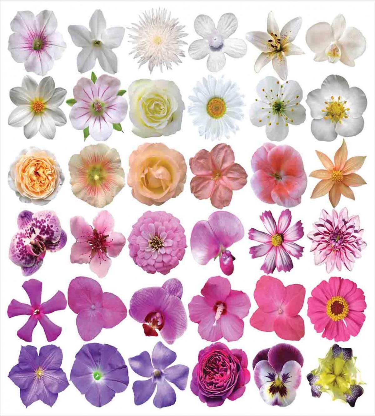 Flowers Petunia Botanic — Pattern