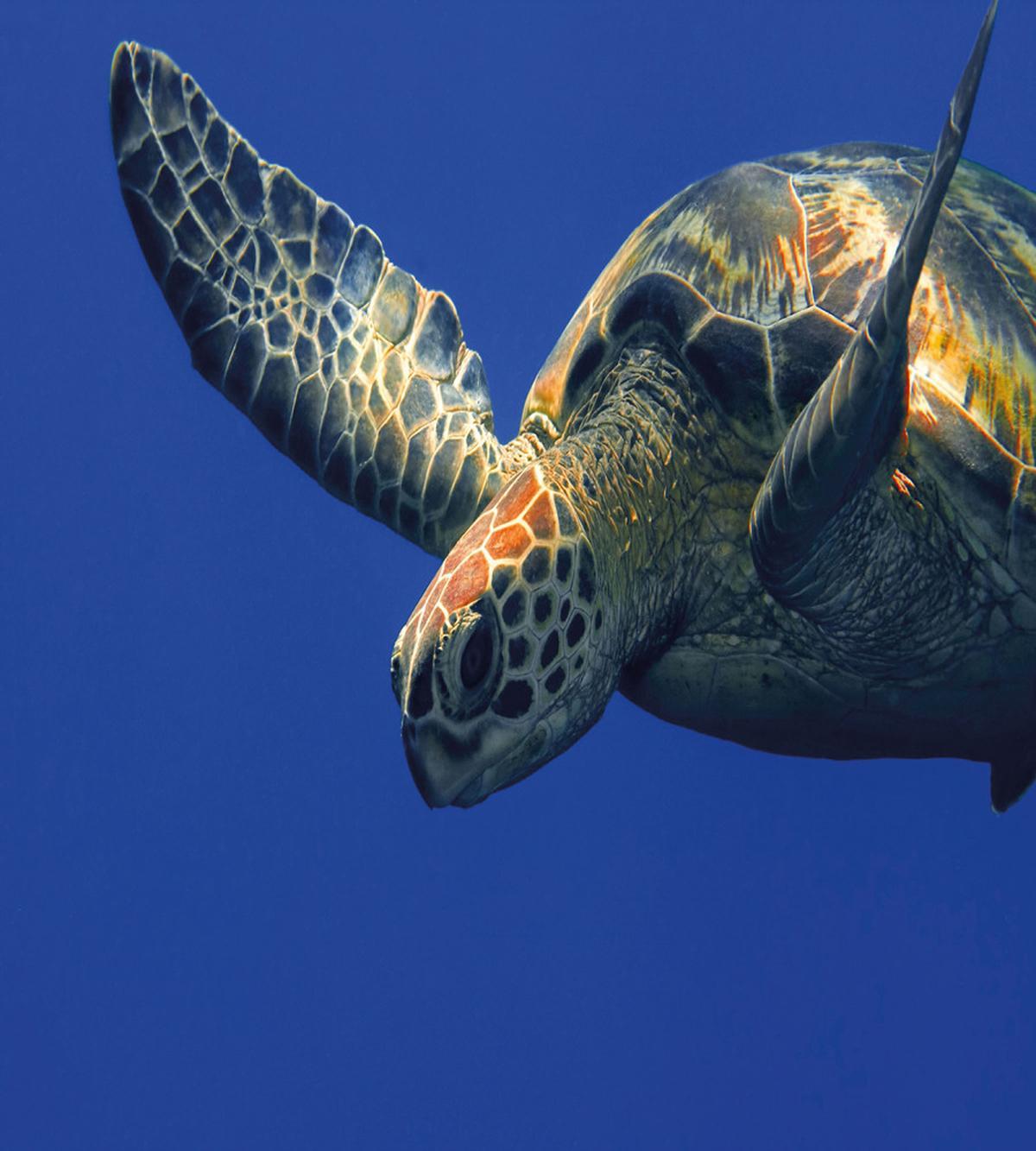 Sea Animal Swimming — Pattern
