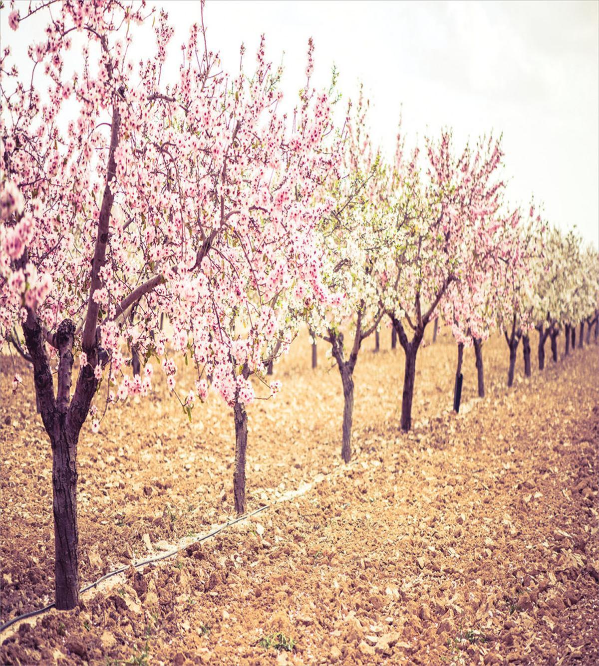 Pastel Idyllic Motif — Pattern