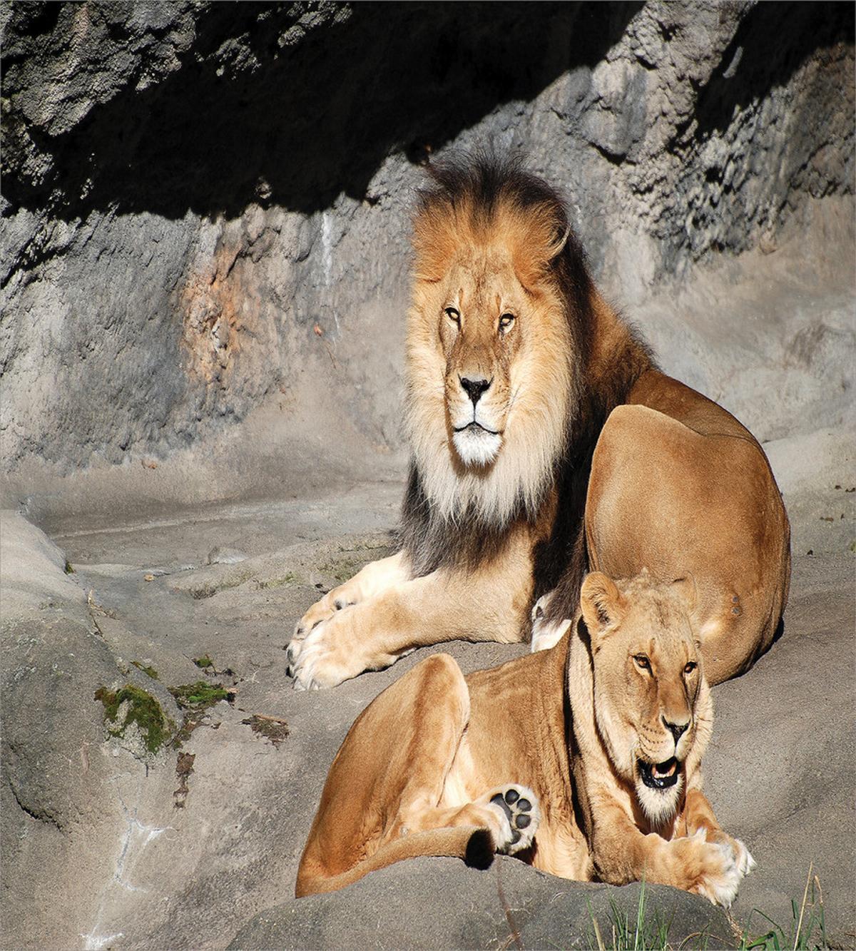 Lions Basking in Sun Jungle — Pattern