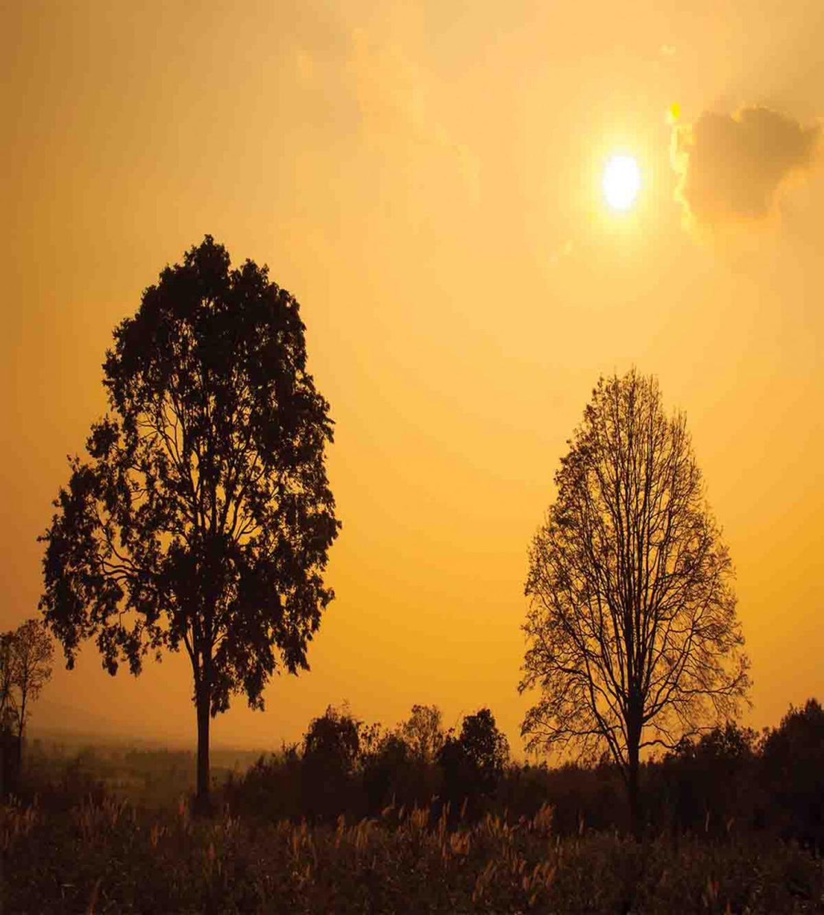 Tree on Sunset Twilight — Pattern