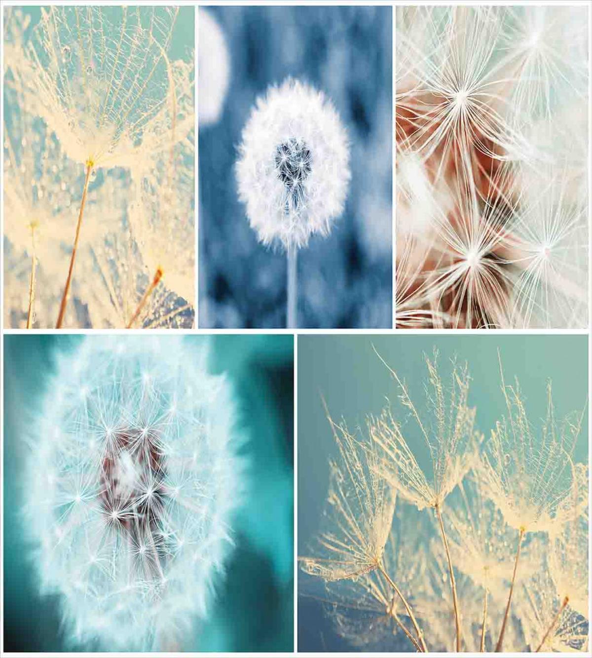 Dandelions Nature — Pattern