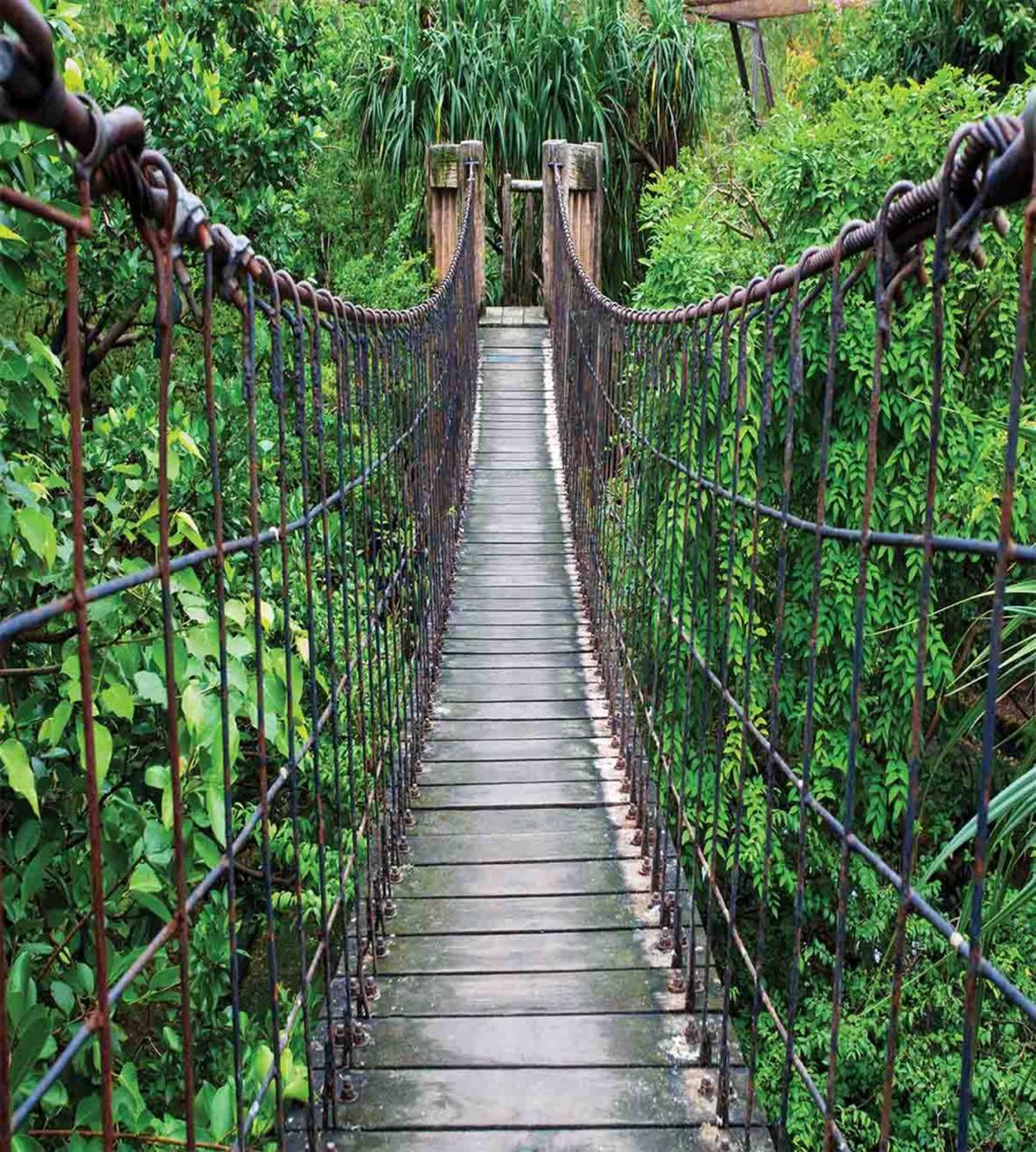 Rope Bridge in a Rainforest — Pattern