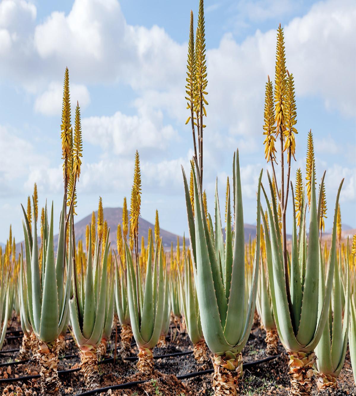 Aloe Vera Plantation — Pattern