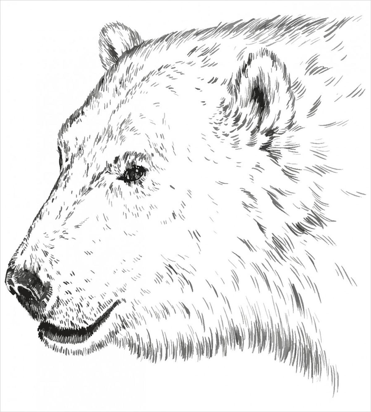 Polar Bear Face Sketchy — Pattern