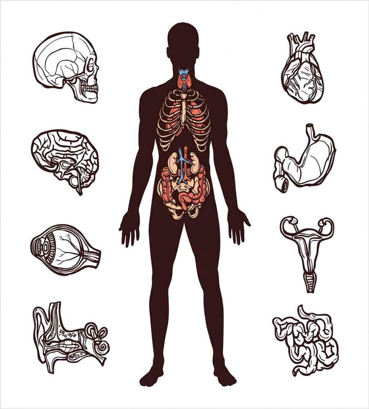 Organs Infographic Image — Pattern