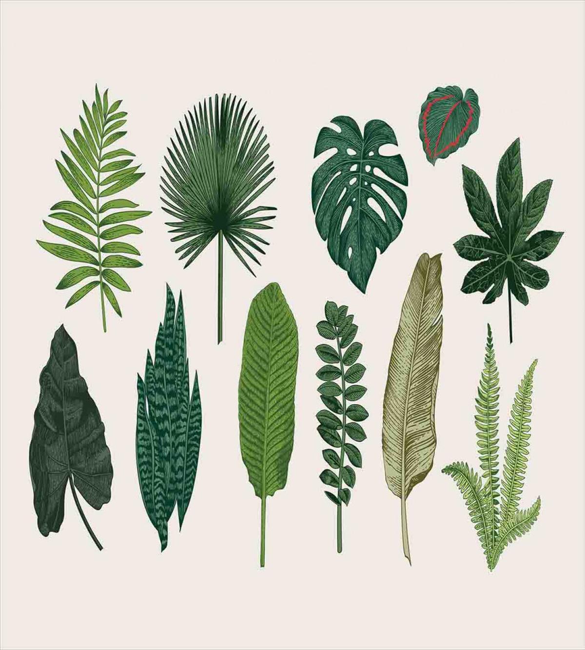 Vintage Botanic Image — Pattern
