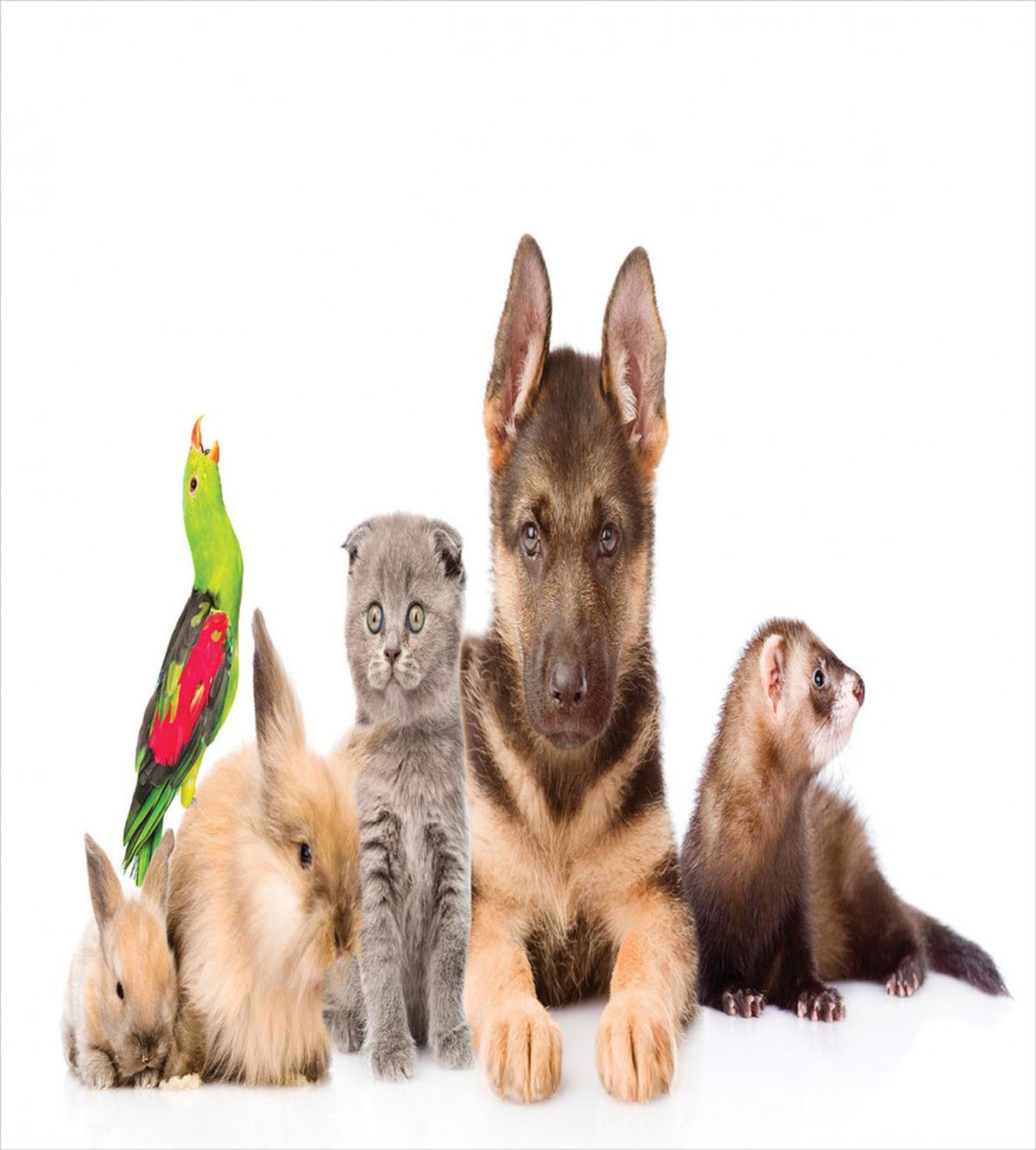 Bunnies Cat Dog and Ferret — Pattern