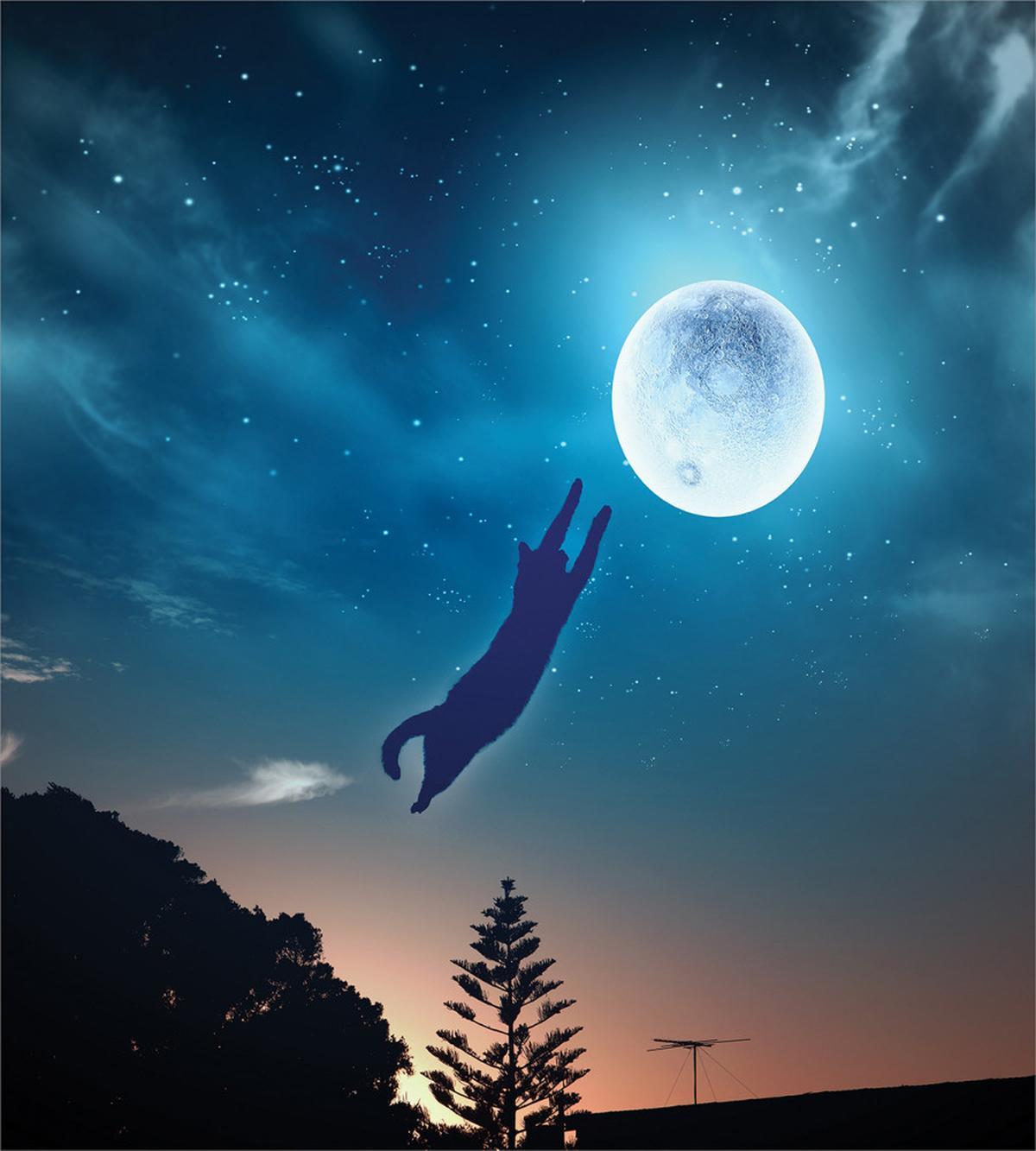 Cat Catching Moon Stars — Pattern
