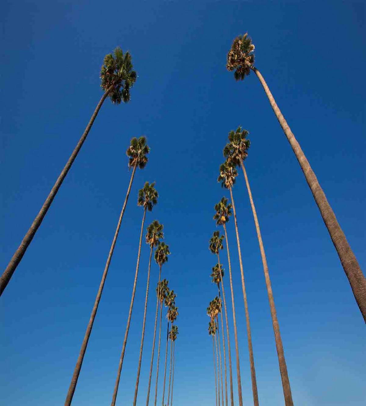 Palms Summertime — Pattern