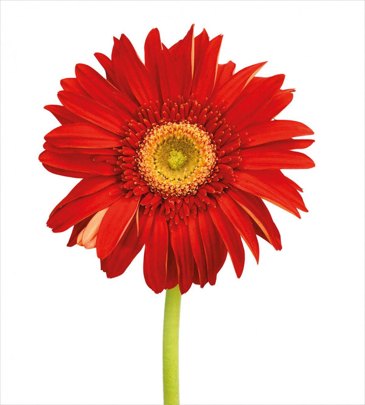 Closeup Flower Photo — Pattern