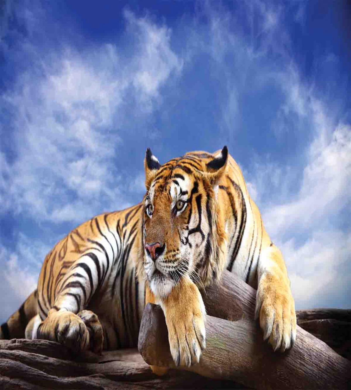 Tiger on Wood Wildlife — Pattern