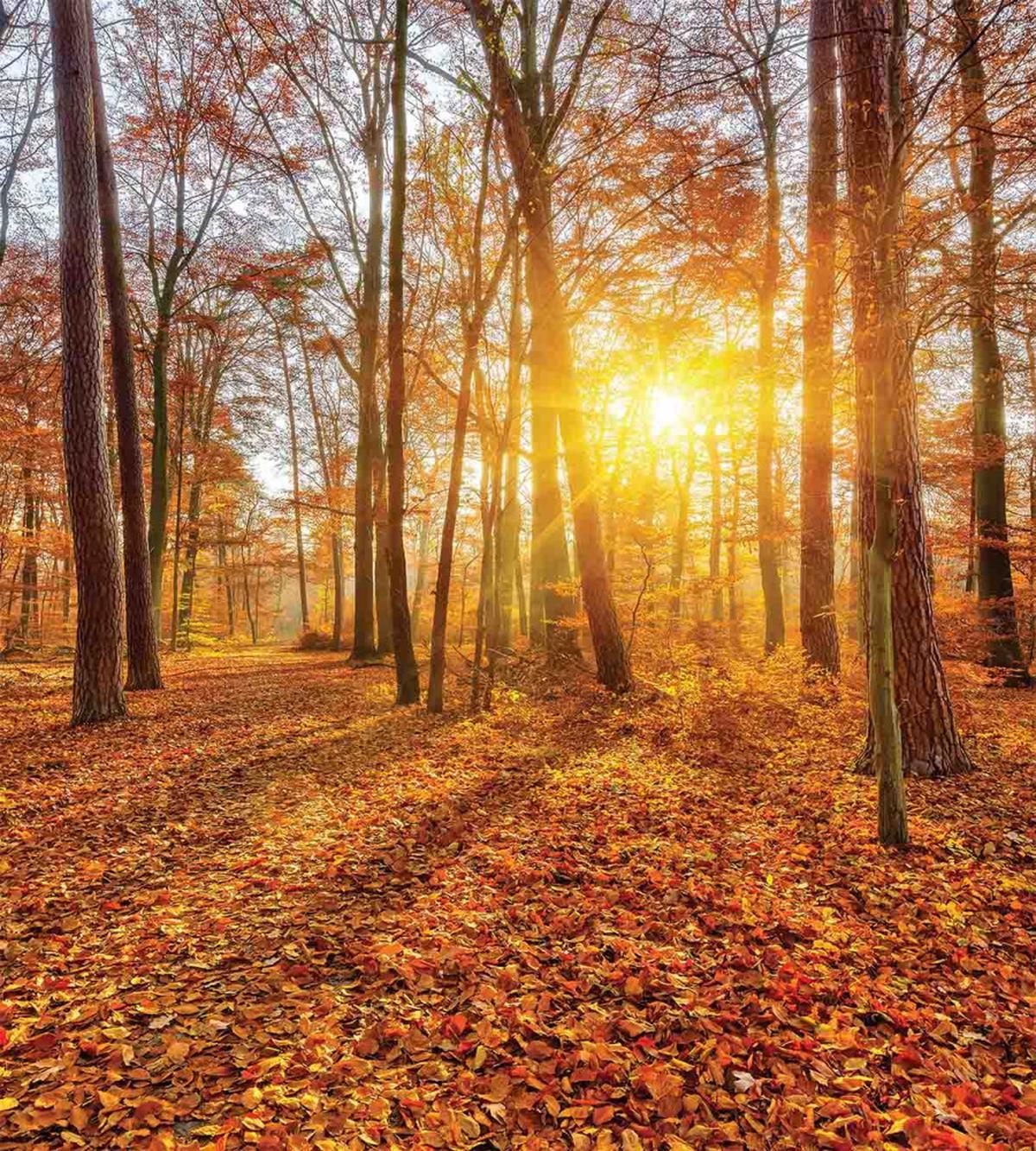 Foggy Sunset Sunbeams — Pattern