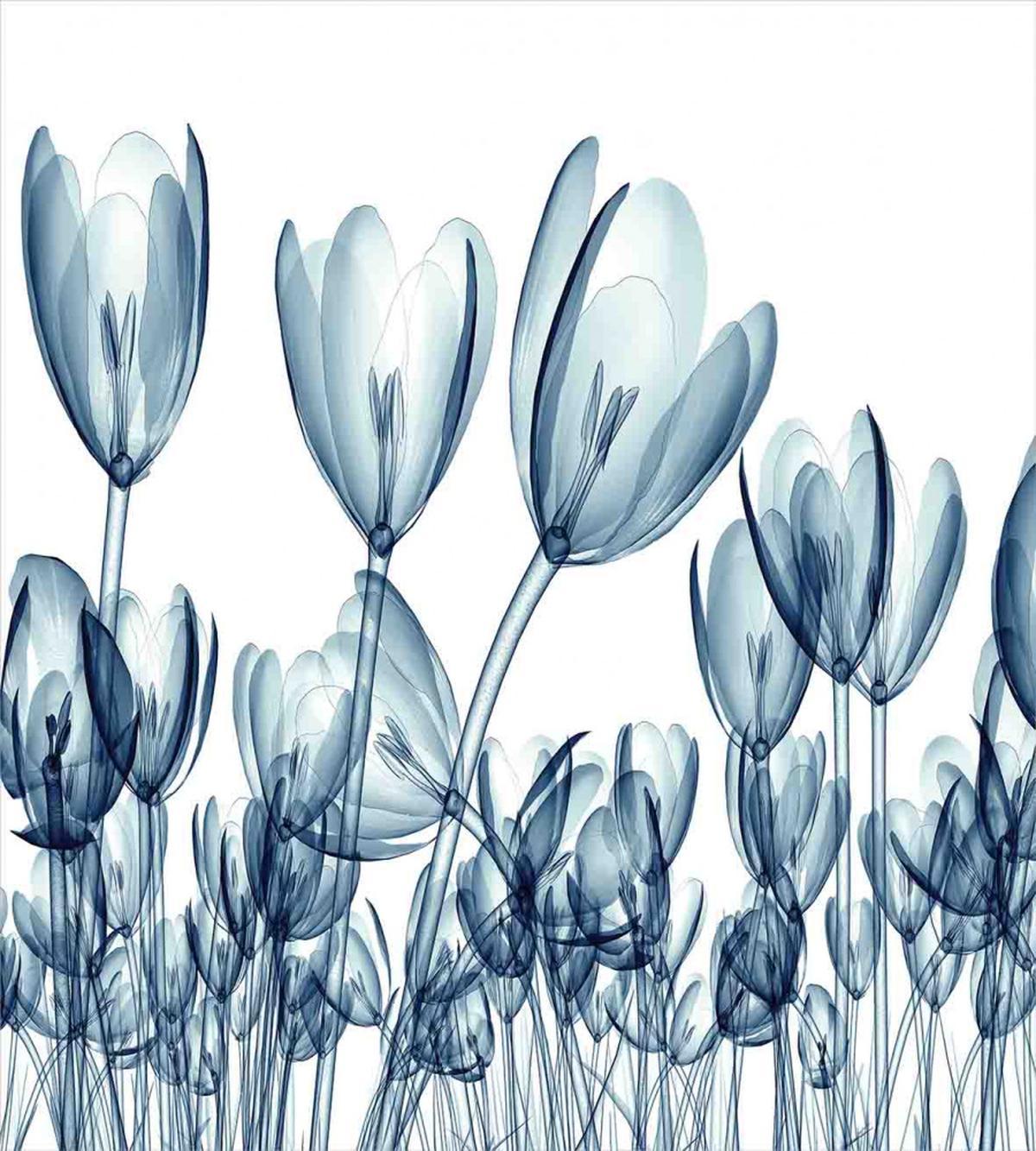 Flower X-Ray Picture — Pattern