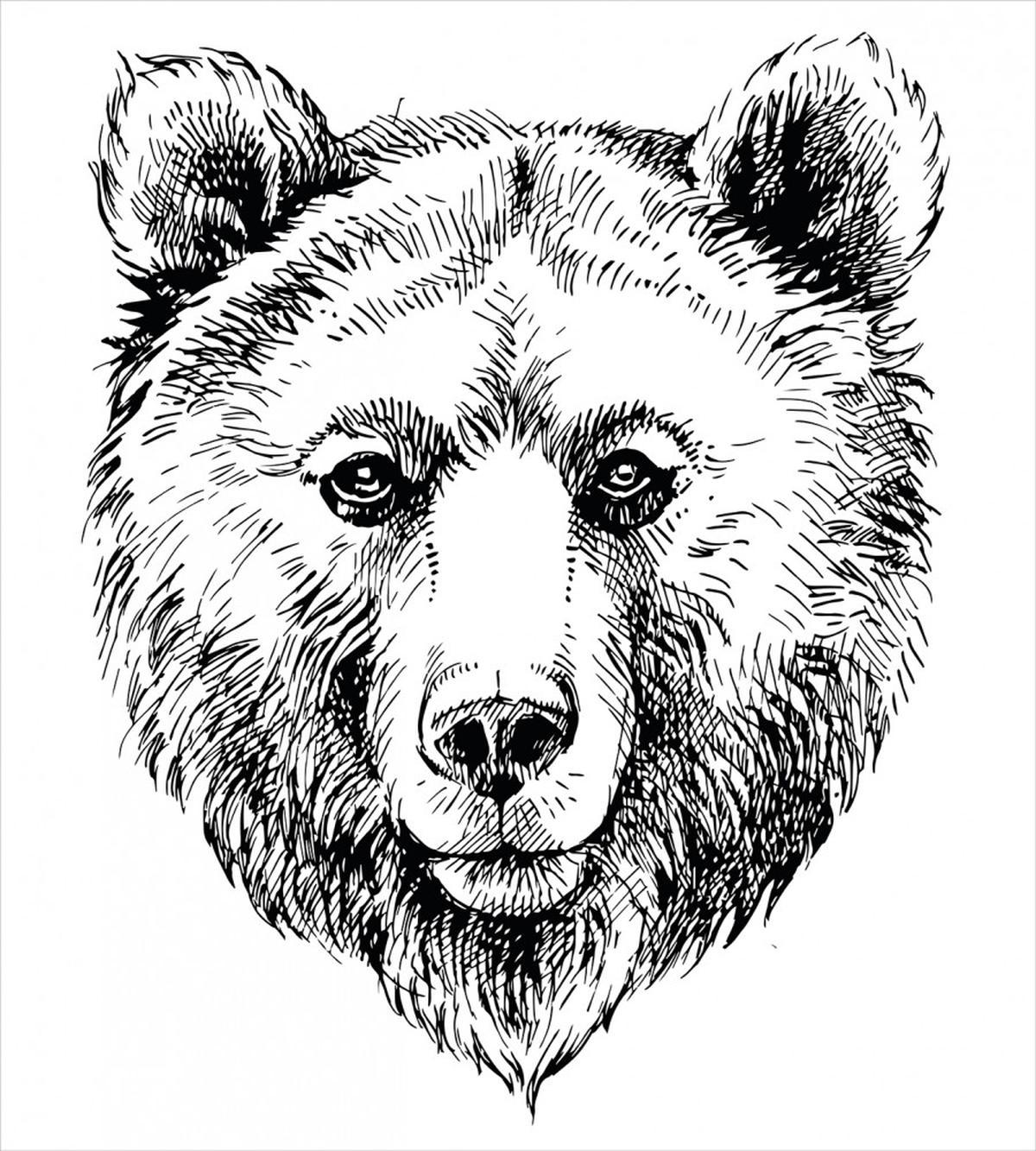 Grizzly Bear Ink Sketch — Pattern