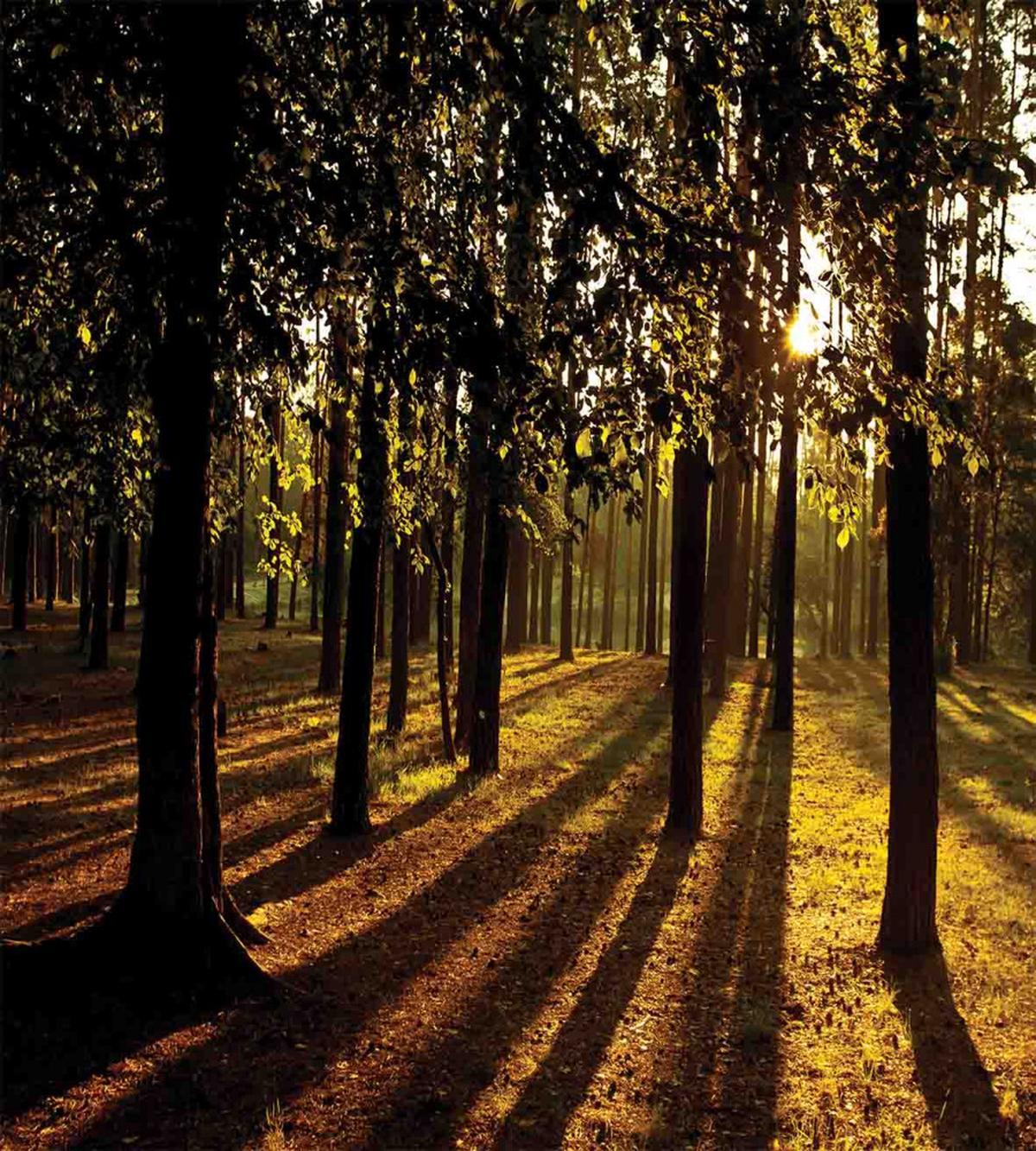 Summertime Forest Tree — Pattern