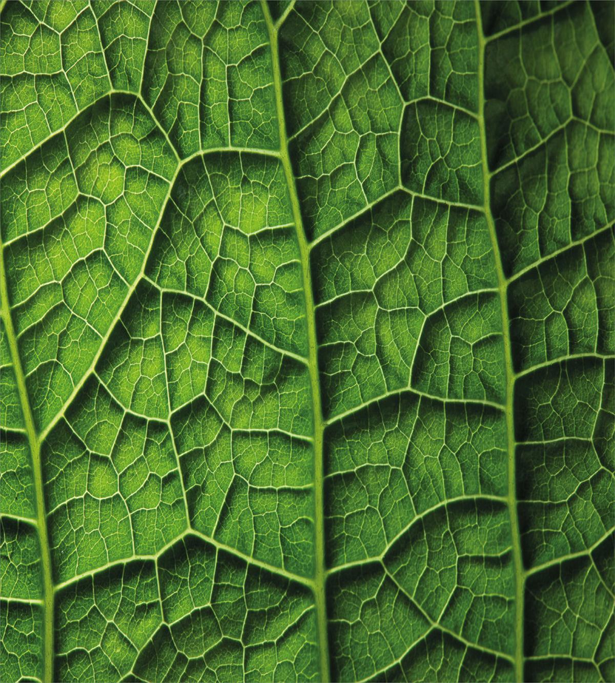 Forest Tree Leaf Texture — Pattern