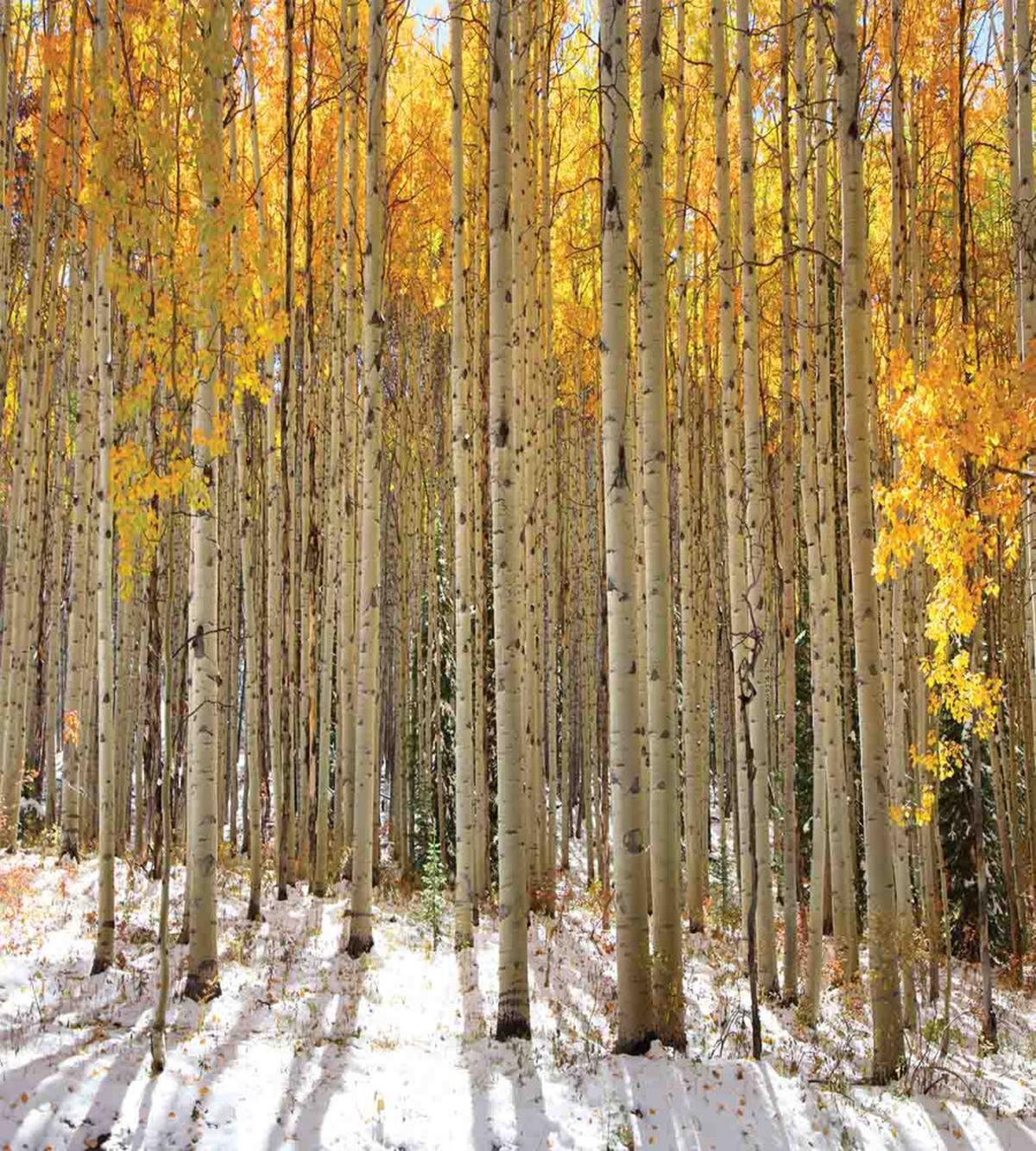 Aspen Tree Woods Scenery — Pattern