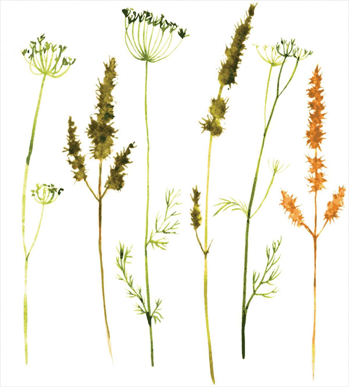 Wild Plants Herbs — Pattern