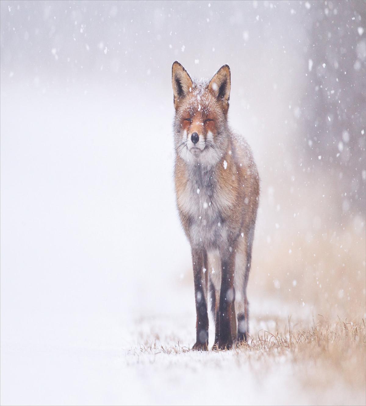 Rural Field Snow Stormy — Pattern