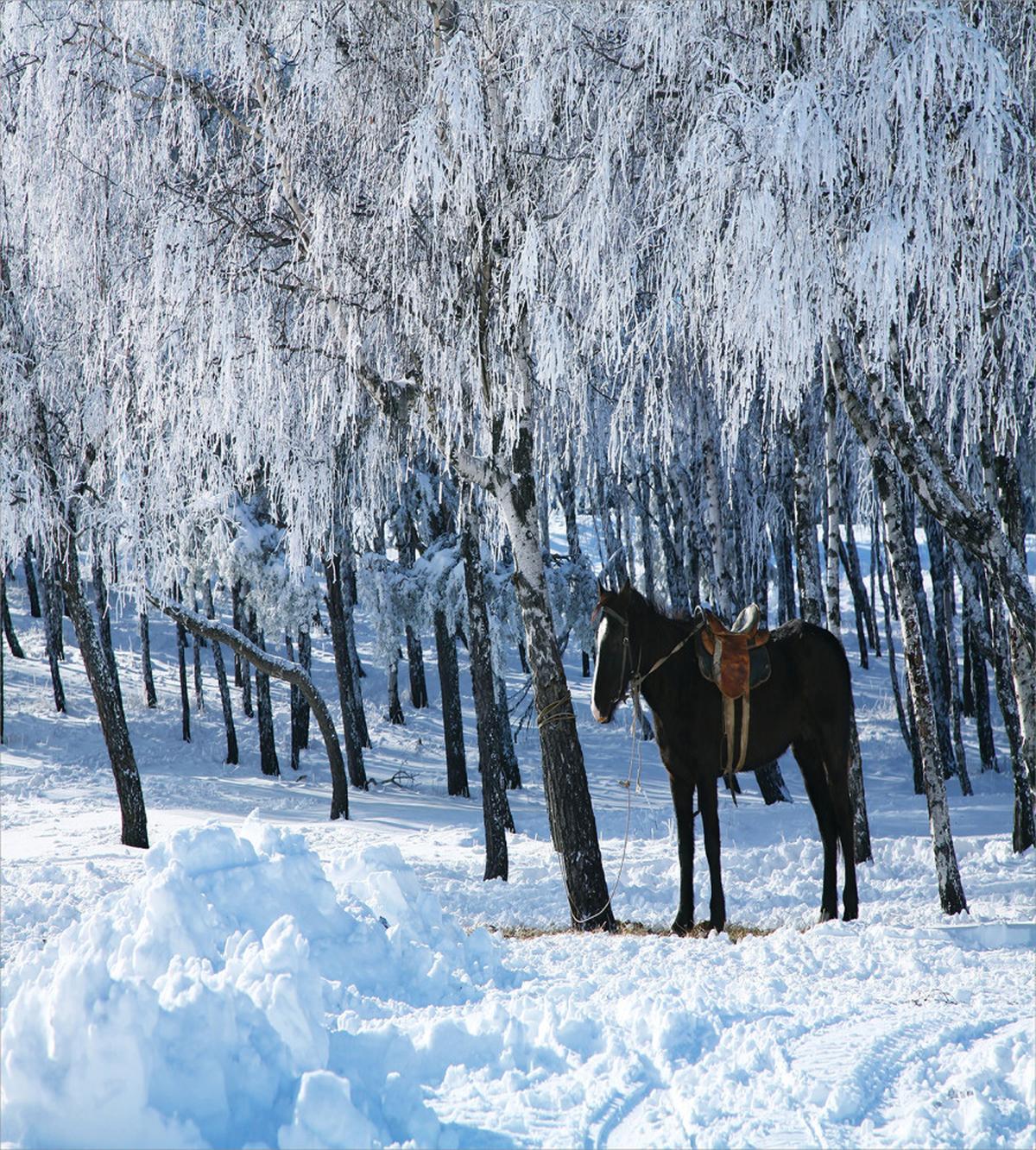 Winter Forest Theme — Pattern