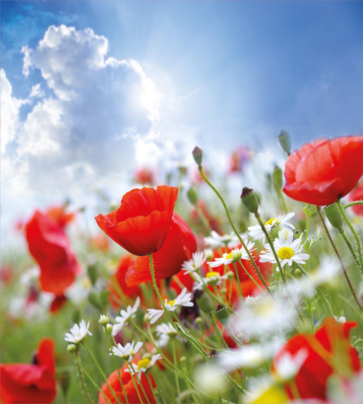 Spring Meadow — Pattern