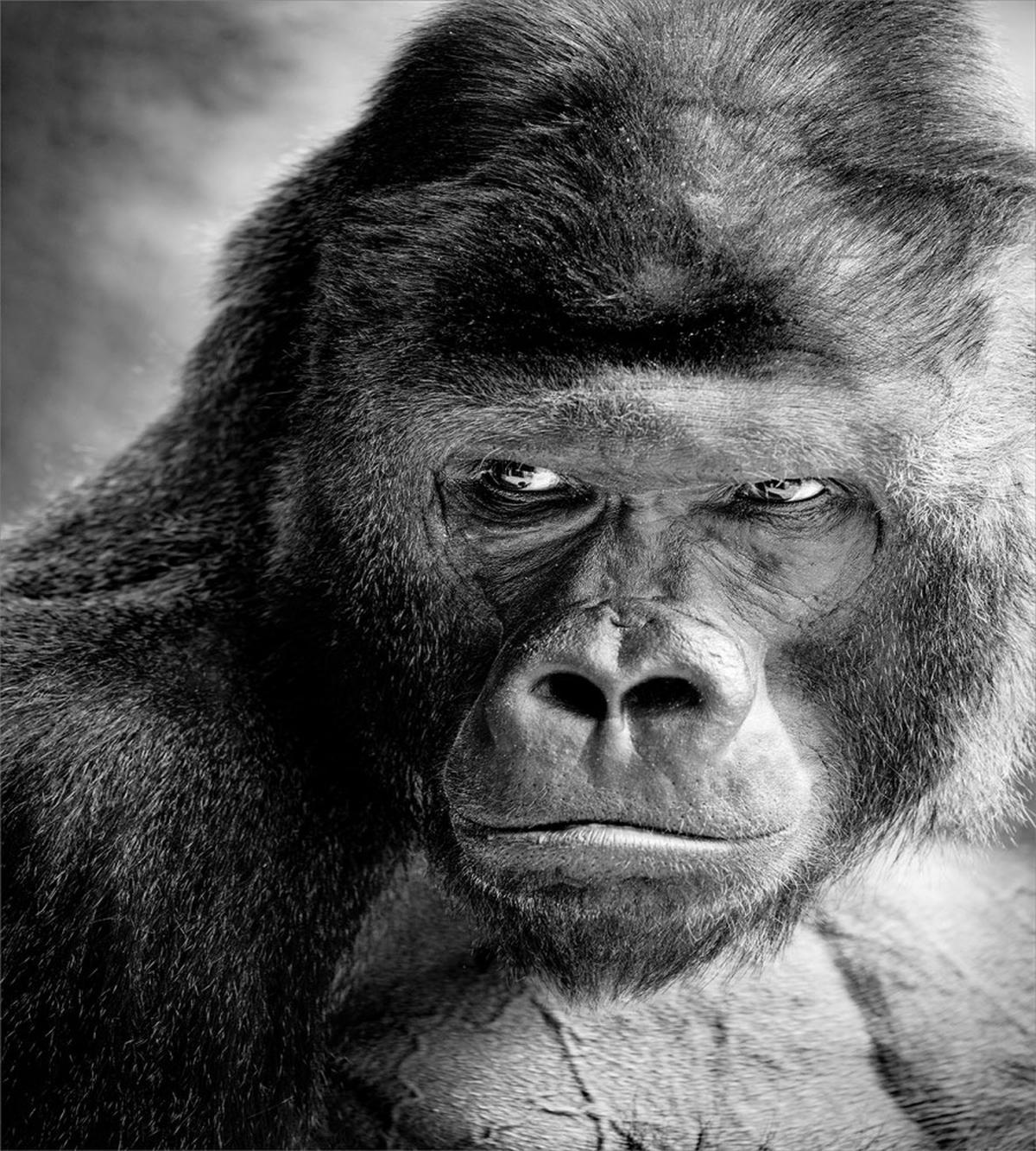 Ape Portrait Photography — Pattern