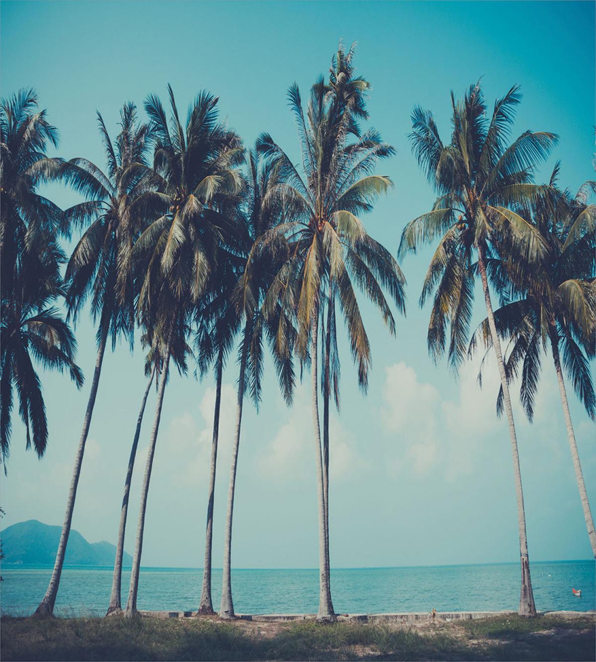 Summer Themed Tropical Shore — Pattern