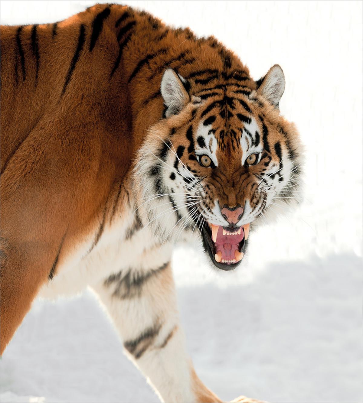 Panthera on Snow Close — Pattern
