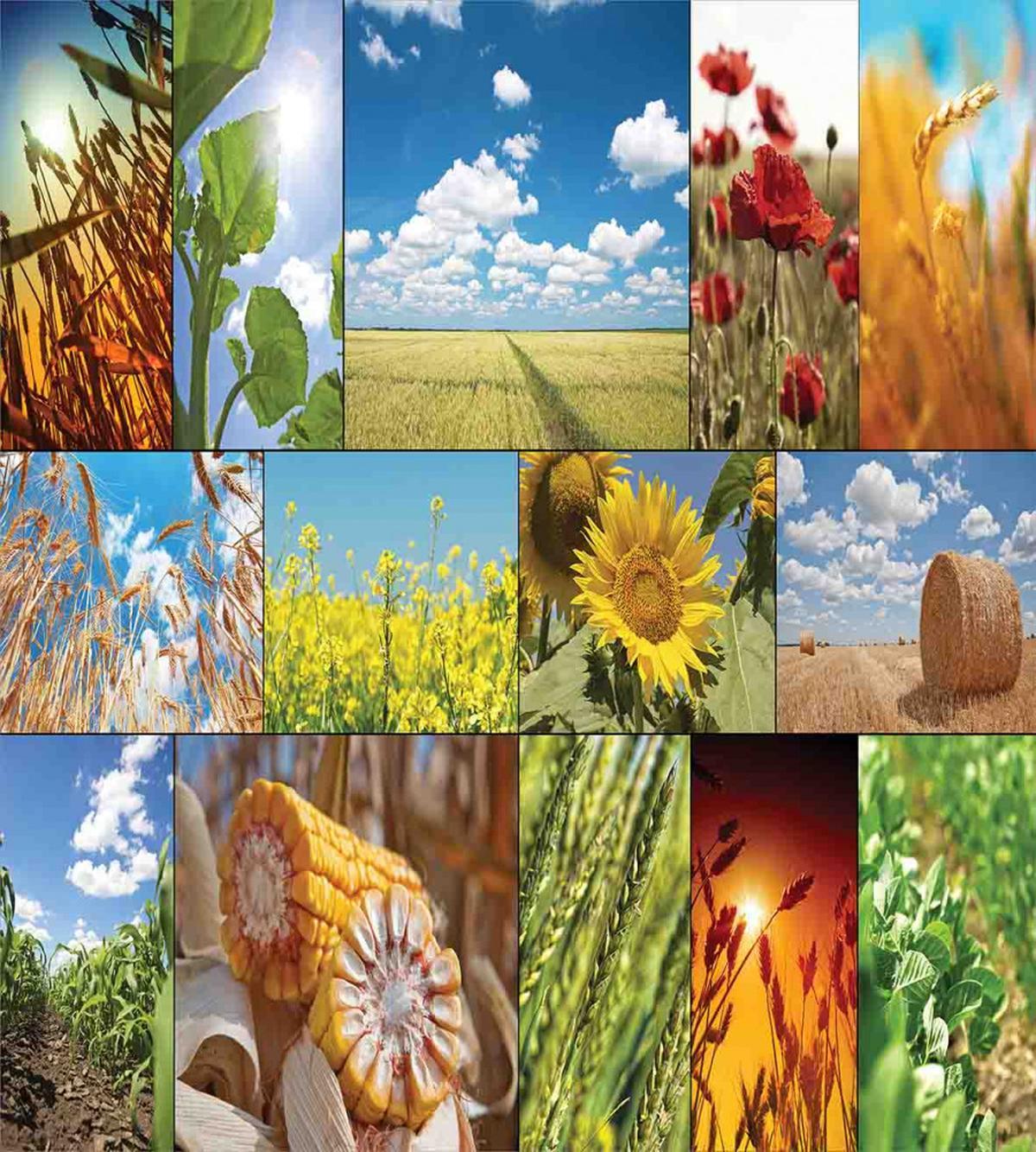 Sunflower Corn Wheat — Pattern