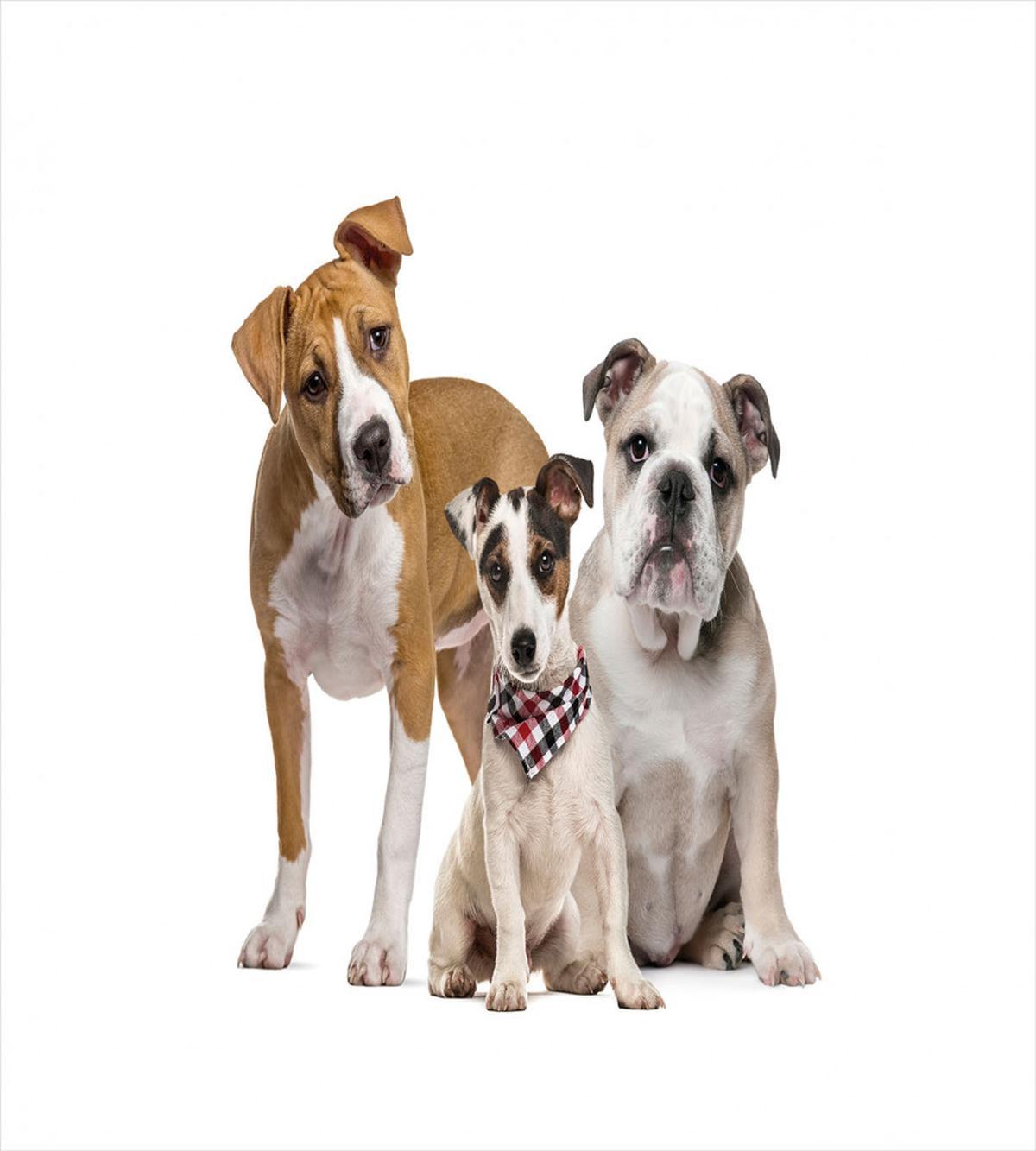 Funny Various Breeds of Dogs — Pattern