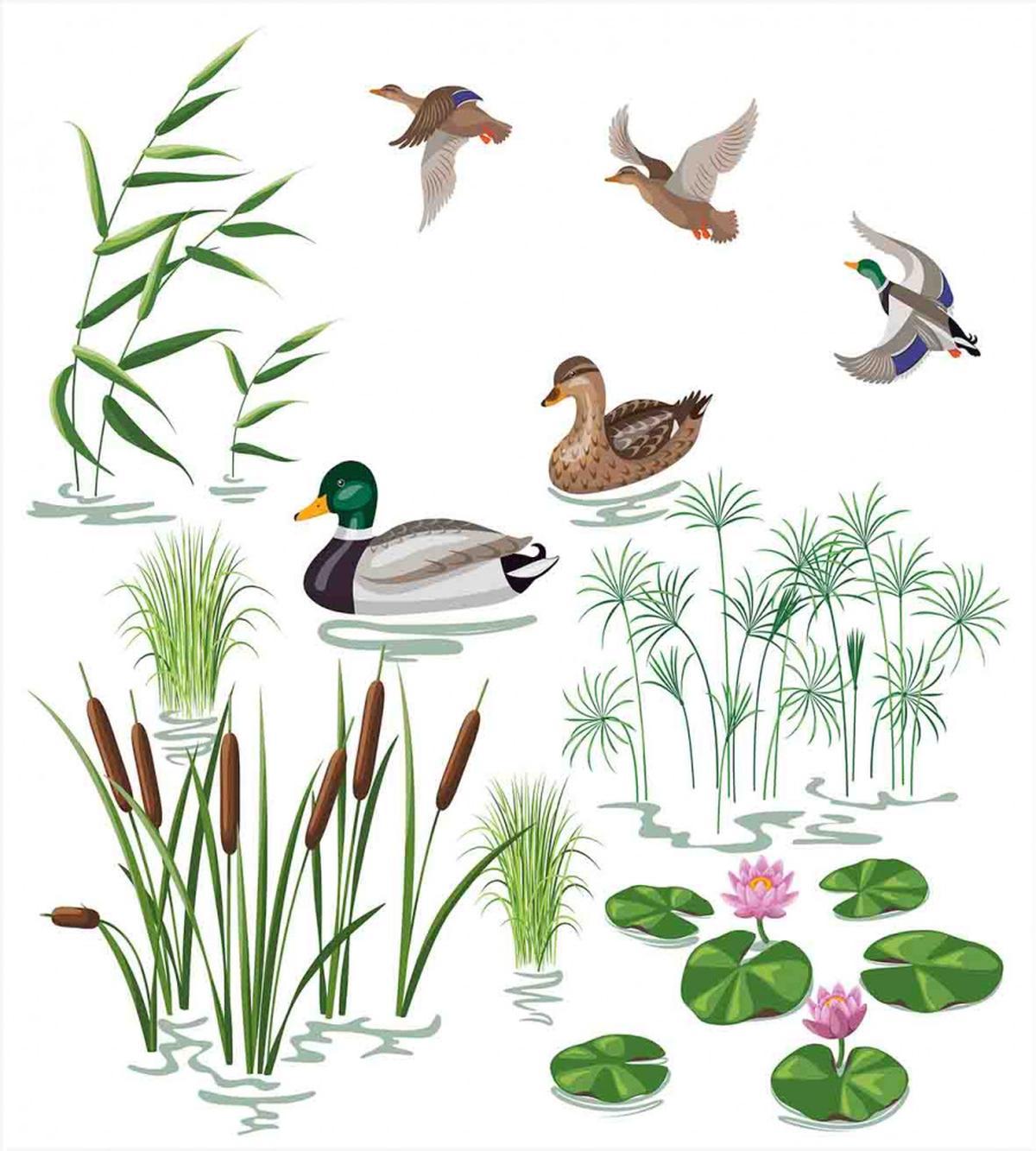 Lake Animals Plants — Pattern