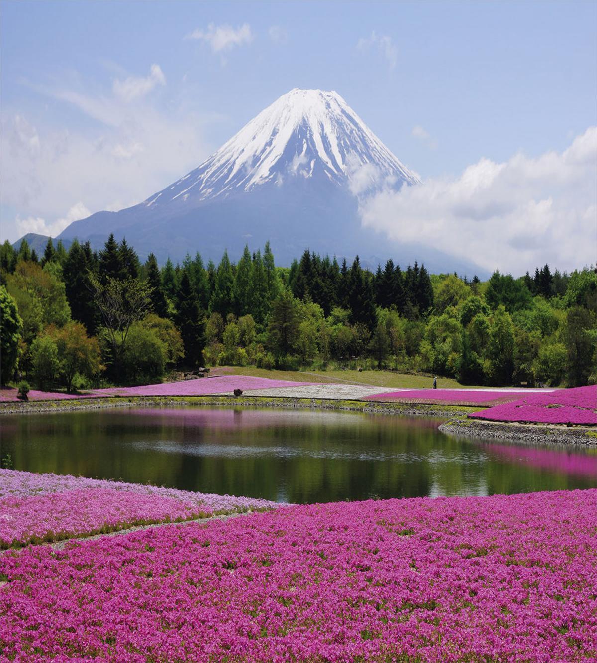 Festival of Shibazakura Field — Pattern